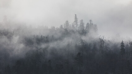 Las we mgle © Katarzyna