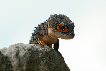 Red eyed crocodile skink (Tribolonotus Gracilis), animal closeup 