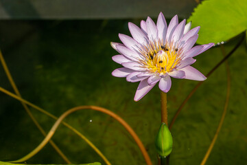Closeup shot of a pink Lilly or lotus flower blooming with water drops on petals and yellow stigma...