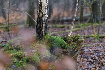 Regen im Februar, Wald mit Buchen Birken und Moos