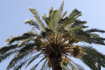 Fototapeta na wymiar View of magnificent palm leaves against a blue sky in Caesrea, Israel