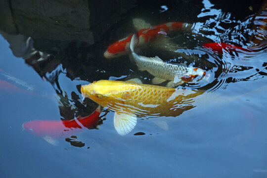 Japanese Carp Fish in the pool in front of the Church of the Multiplication of Loaves and Fishes, Sea of Galilee, Tabgha, Israel