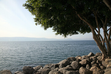 Rocky seascape, seashore in En Gev, Sea of Galilee, Israel - 733017720