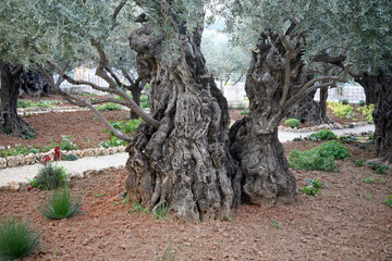 Olive trees in famous Garden of Gethsemane Jerusalem, Israel - 733017998