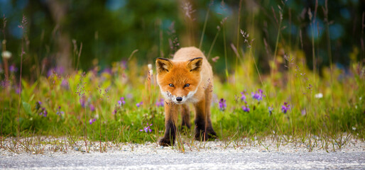 Portrait of a Beautiful and Curious Red Fox Cub Encountered near Bekkarfjord in Laksefjorden,...