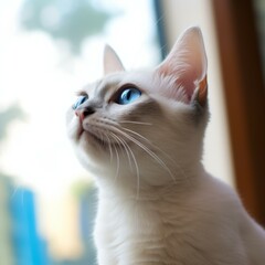 Portrait of a cute white Singapura kitten looking out the window. Closeup face of an adorable blue Singapura kitty at home. Portrait of a little cat with white fur sitting in light room beside window.