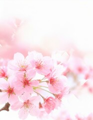 Fototapeta na wymiar Cherry Blossoms Blooming at the start of Spring - Last days of Winter announcing the new Season of Spring - Sakura Festival Hanami 