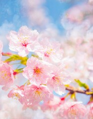 Fototapeta premium Cherry Blossoms Blooming at the start of Spring - Last days of Winter announcing the new Season of Spring - Sakura Festival Hanami 