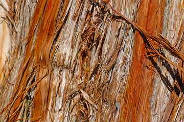 Close-up on the bark of a sequoia tree in the park