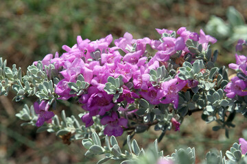 A purple flower grows wild in a Mediterranean garden in Jaffa, Israel - 733019397