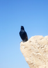 A bird sits on the ruins at Masada, an ancient Jewish fortress in Israel