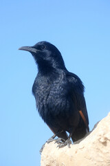 A bird sits on the ruins at Masada, an ancient Jewish fortress in Israel - 733019790