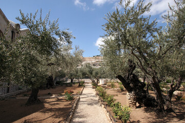 Fototapeta premium Olive trees in famous Garden of Gethsemane Jerusalem, Israel