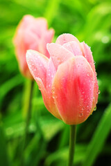 Elegant pink tulip flower with morning dew on blurred background close up