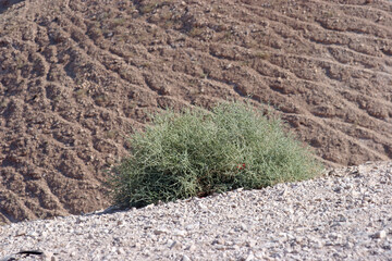Bush in the desert of Judea, Israel