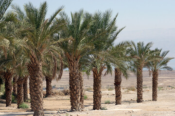 Palm grove and Judea mountains Ein Gedi Dead Sea area, Israel