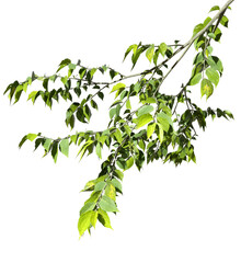 Leafy branches nature on transparent backgrounds 3d rendering png © Krit