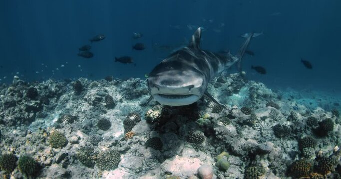 Tiger Shark attack in blue transparent ocean. Shark diving in Maldives. Close up