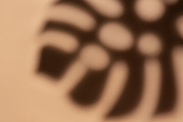 Shadows from monstera leaves