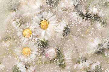 closeup art background with white frozen daisies in ice water