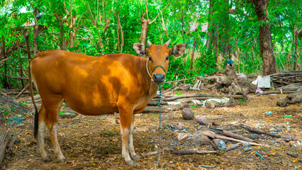 cow in the mountains