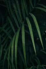 Close up fresh green tropical palm leaves in dark background 