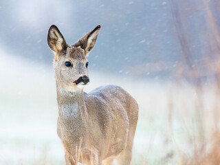 Roe deer (Capreolus capreolus) standing in snow