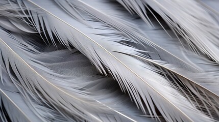 A closeup of textured bird feathers