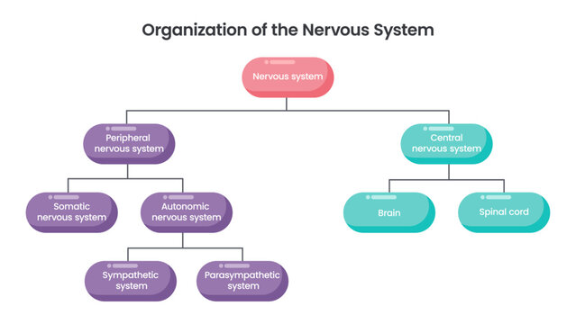 Nervous System Organization science vector illustration graphic flowchart
