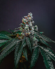 Beautiful cannabis big bud on the dark grey background