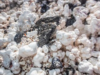 Piedras en forma de palomita, Pop Corn Beach, Fuerteventura, Islas Canarias