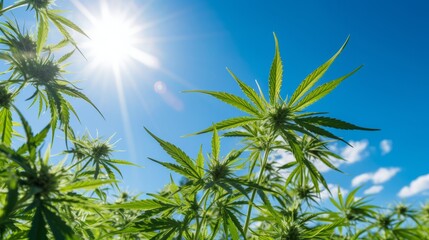 Cannabis leaves against a blue sky