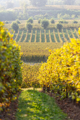 Autumn season in Franciacorta district area, Brescia province in Lombardy district, Italy, Europe.