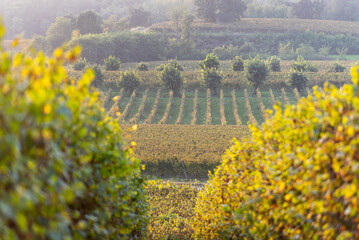 Autumn season in Franciacorta district area, Brescia province in Lombardy district, Italy, Europe.