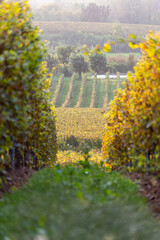 Autumn season in Franciacorta district area, Brescia province in Lombardy district, Italy, Europe.