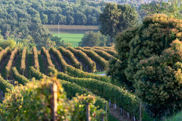 Autumn season in Franciacorta district area, Brescia province in Lombardy district, Italy, Europe.