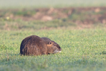 nutria al campo