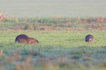 Obraz premium nutria al campo