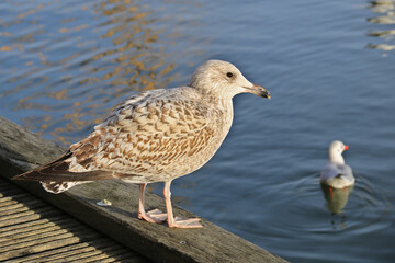 große Möwe steht auf einem Holzsteg am Wasser