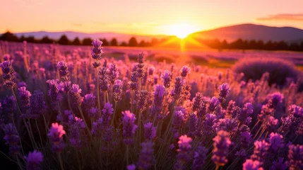 Foto op Canvas The golden hour glow on a field of lavender © Cloudyew
