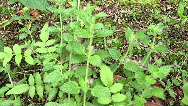 Marsypianthes chamaedrys. It is used to treat unspecified medicinal disorders and as a medicine.