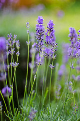 Gentle purple lavender flowers grow on the field outdoors for a bouquet