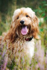 Cute cockapoo dog portrait in the grass