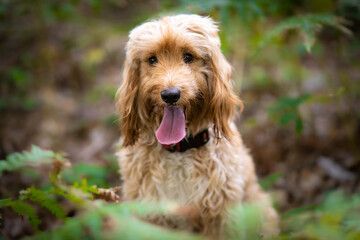 Cute wet dog cockapoo breed standing proudly in th forest