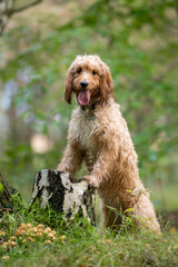 Cute wet dog cockapoo breed standing proudly in th forest