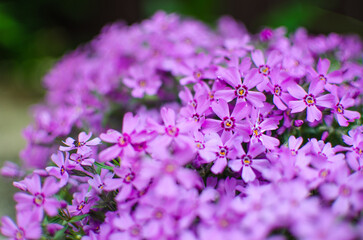 Fototapeta premium Small phlox flowers for spring garden decoration
