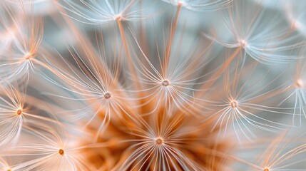 A close-up of a dandelion seed head, its delicate filaments captured in exquisite detail, suitable for botanical studies, artistic textures, or hyperrealistic nature photography for interior design 