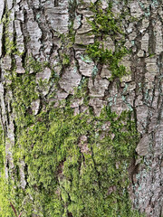 Closeup of tree bark with green moss