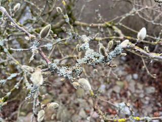 Twigs covered in thick lichen
