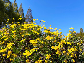 咲き乱れるメランポジウム